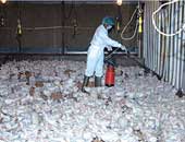 ألمانيا تعدم عشرة آلاف دجاجة بعد إصابة مؤكدة بأنفلونزا الطيور