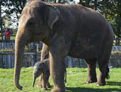 أفيال تنقل "الدرن" للعاملين بحديقة الحيوان فى أوريجون بأمريكا