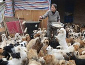 بالصور..عجوز صينية تستيقظ يوميا مع شروق الشمس لتطعم 1300 كلب
