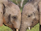 الأفيال تنتصر على الصيادون.. اتفاق دولى يمنع صيد الفيلة لعرضها فى حدائق حيوانات