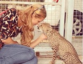 باريس هيلتون تظهر قوة قلبها وتداعب نمرا صغيرا