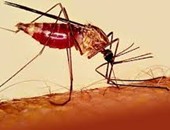 صحة الوادى الجديد تعلن ظهور أول حالة لمرض الملاريا لطفل بمركز الداخلة