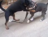 شاهد بالفيديو.. مصارعة كلاب دامية فى مصر