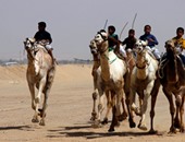 سباق الهجن للقبائل العربية بصحراء سرابيوم بالإسماعيلية