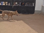 ذئب يفترس طفلا 4 سنوات داخل أرض زراعية فى بنى سويف