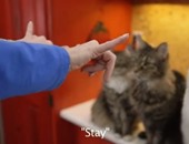 بالفيديو.. أمريكية تعلم قططها الصماء لغة الإشارة