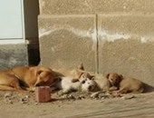  محافظة القاهرة تقتل 30 كلبا ضالا بشوارع المطرية بعد تكرار شكاوى المواطنين