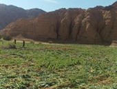 ضبط 250 ألف شجرة خشخاش بوادى فيران فى جنوب سيناء