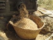 "البيئة": نسبة حصاد الأرز بلغت 8 % وجمعنا 9 آلاف طن قش بالمحافظات