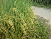 وكيل زراعة الدقهلية: لجان وندوات إرشاد زراعى لمتابعة حصاد محصول الأرز