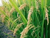 "الزراعة" توفر ألف طن تقاوى أرز تغطى 60% لمساحة 1.67 مليون فدان