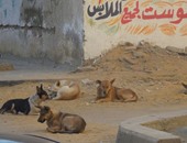 أهالى شارع وزارة الزراعة بالدقى يستغيثون من انتشار الكلاب الضالة