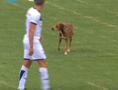 بالفيديو.. كلب يتسبب فى مشهد مضحك بالدورى الأرجنتينى