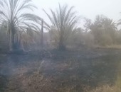 الحماية المدنية تسيطر على حريق بمزرعة فى المنيا واحتراق 200 نخلة