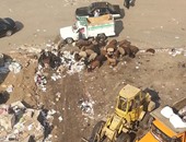 صحافة المواطن: بالصور.. انتشار القمامة والأغنام بشارع الوحدة فى إمبابة