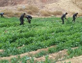 الداخلية تقتحم مزارع المخدرات فى جنوب سيناء وتحرق نصف مليون شجرة أفيون