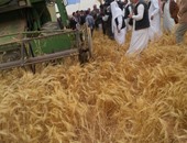 ضبط 55 طن أرز شعير قبل بيعها فى السوق السوداء بالبحيرة