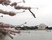 احتفالات بتفتح أزهار "الكرز" وبداية موسم الربيع بواشنطن
