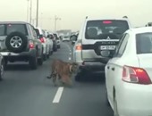 صحافة المواطن:بالفيديو.. نمر يتجول وسط المارة بأحد شوارع قطر