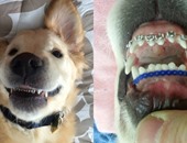 الكلب "ويلسى" يثير إعجاب رواد مواقع التواصل بعد تركيبه "تقويم أسنان"