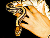 معلومات هامة عن تربية الثعابين غير السامة