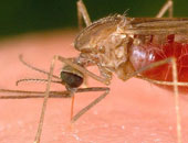 ارتفاع حالات الوفاة الناجمة عن الملاريا فى أنجولا مع تفاقم أزمة صحية