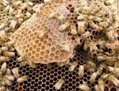 حيوان "الرائل" آكل العسل يساعد الإنسان في اكتشاف خلية النحل