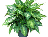 أَبعِد نبات الديفنباخيا عن الأطفال والحيوانات المنزلية!!