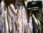 ضبط 400 كيلو سمك و20 كيلو كبدة غير صالحة فى حملة للطب البيطرى بـ"العاشر"
