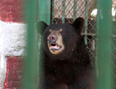 حارس الدب "هانى" بحديقة الحيوان: عزل زوجاته بسبب غيرتهما عليه