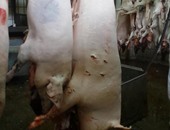 6 دول أوقفت استيراد لحم الخنزير من بلجيكا لاكتشاف حالات حمى الخنازير