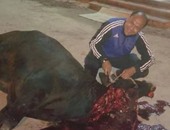 حسنى عبد ربه يذبح عجلاً قبل افتتاح مسجده بـ"الإسماعيلية"