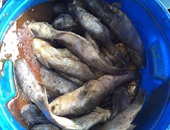 ضبط 25 كرتونة أسماك مجمدة ولحوم مستوردة مجهولة المصدر فى المحلة