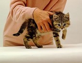 5 معلومات لم تعرفها عن جرب القطط وعلاجه والوقاية منه