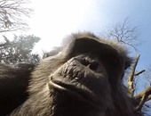 بالفيديو.. شمبانزى يسقط طائرة بدون طيار أثناء التقاطها صورا له