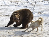 معركة شرسة بين دب وكلب فى روسيا.. لتدريب الدببة على الصيد