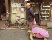 بالصور.. عجوز يابانى ينزه سلحفاته العملاقة يوميا فى شوارع طوكيو