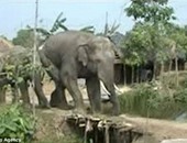 بالفيديو..عجوز هندى ينجو بأعجوبة من الدهس بأقدام فيل خلال عبوره لقريتهم