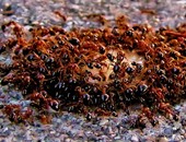 النملة تصطاد فريستها بالقصف.. وترسل إشارات من مسافة 320 كم