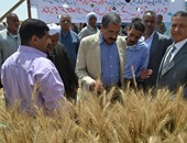 بالصور.. 23.5 أردب متوسط إنتاجية فدان القمح فى موسم الحصاد بالسويس
