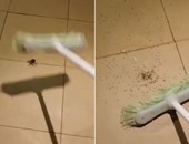 بالفيديو.. أسترالى يحذر مواطنيه من التخلص من العنكبوت بالطرق التقليدية
