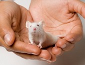 دراسة غريبة: الفئران تغرد كالعصافير لجذب إناثها