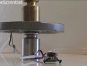 بالفيديو.. روبوتات فى حجم الحشرات يمكنها حمل أكثر من 100 ضعف وزنها