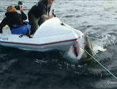كواليس تصوير فيلم وثائقى يتعرض أبطاله لهجمات القرش
