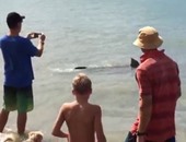 بالصور.. قرش يهاجم شاطئا بنيوزيلندا.. والمصطفون يلتقطون صورا معه