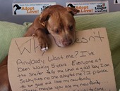كلب يبعث برسالة للعالم عبر "فيس بوك" يطلب الرعاية.. ويعد بالوفاء