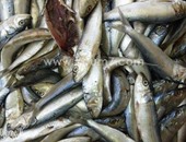 وزارة الصحة: ضبط وإعدام ٢٠ طناً من الأسماك المملحة الفاسدة بالمحافظات