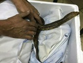 أمن المطار يحبط محاولة تهريب كمية من الثعابين بينها كوبرا كبيرة للسعودية