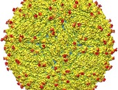 الولايات المتحدة توافق على إجراء أول تجربة بشرية على لقاح لفيروس زيكا 