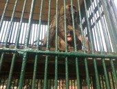 بالصور.. القردة "سمر" تضع مولدها الجديد "عيد" بحديقة حيوان الزقازيق